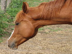 Karenina kgi (Kilogramm SPA x SH MSana) at two years