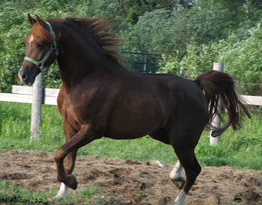 Riurik June 2012