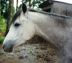 Autum Rose (Thunderstorm x Bint Rosala)
 as a four-year-old