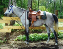 Autum Rose (Thunderstorm x Bint Rosala)
 as a four-year-old