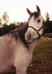 Autum Rose (Thunderstorm x Bint Rosala)
as a three-year-old