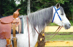 Autum Rose (Thunderstorm x Bint Rosala)
as a four-year-old
