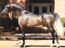 From Arabian Horse World, November, 1985