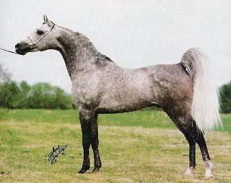 From Arabian Horse World, November, 1991